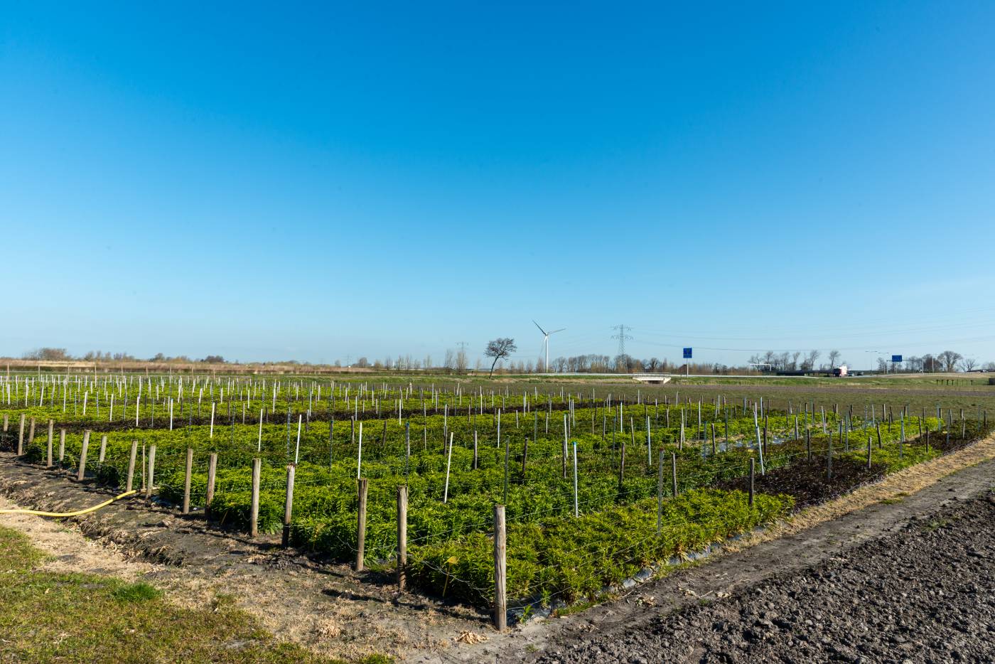 Foto bloemenveld